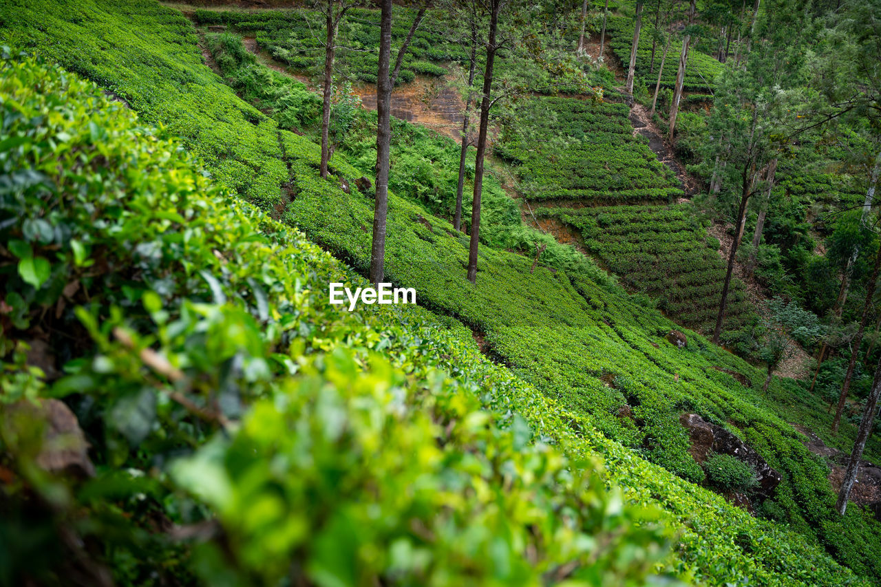 green, plant, land, growth, landscape, environment, beauty in nature, vegetation, forest, agriculture, nature, rural scene, scenics - nature, tree, field, crop, tranquility, flower, no people, foliage, lush foliage, tea crop, plantation, farm, rainforest, natural environment, day, outdoors, tranquil scene, social issues, plant part, woodland, leaf, environmental conservation, assam tea, travel, food and drink, hill, shrub, freshness
