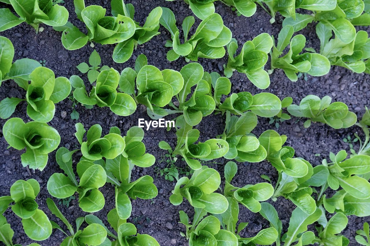 HIGH ANGLE VIEW OF GREEN LEAVES ON PLANT