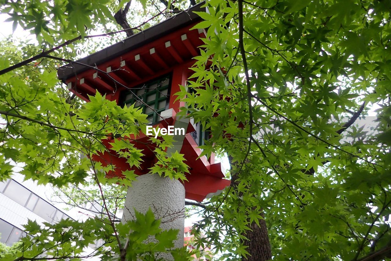 Low angle view of traditional built structure amidst maple leaves