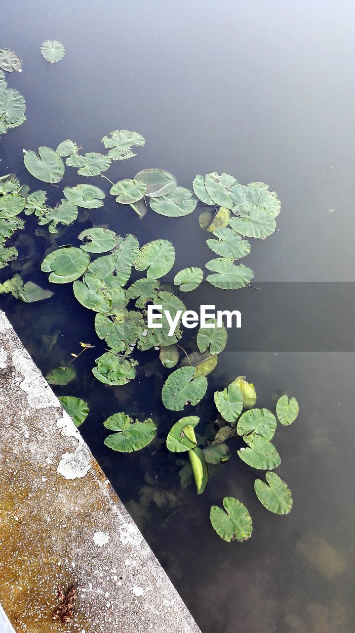 HIGH ANGLE VIEW OF LEAF FLOATING ON WATER