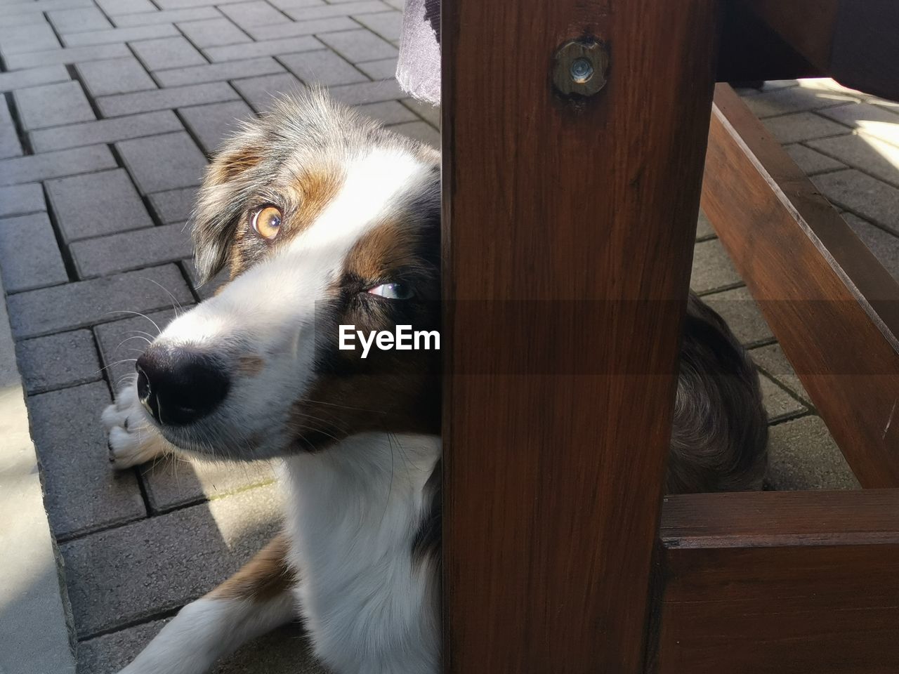 Close-up portrait of dog looking at camera