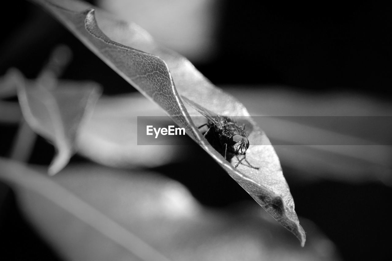 Close-up of housefly on leaf