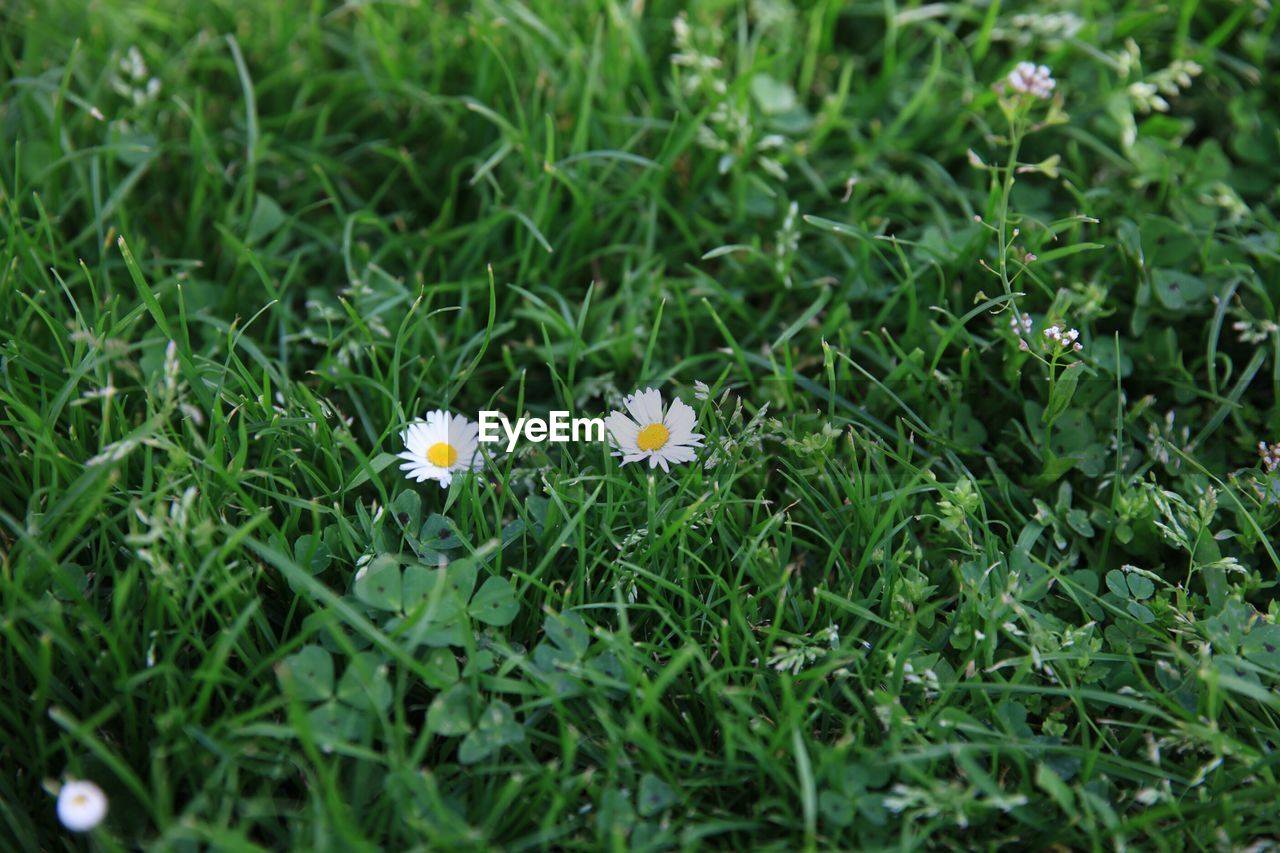 FLOWERS BLOOMING ON FIELD