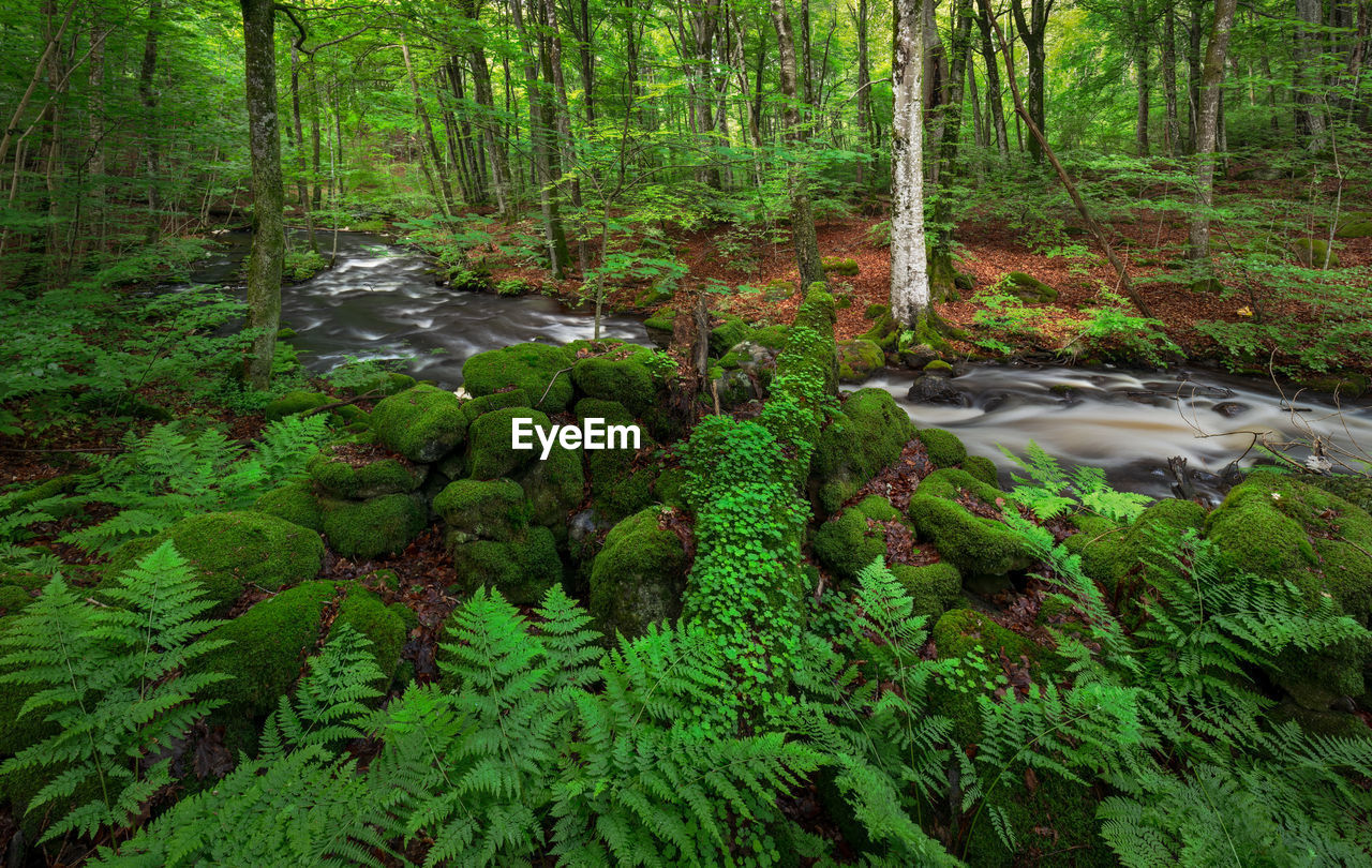 PLANTS GROWING IN STREAM