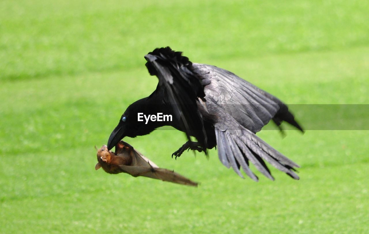 High angle view of raven hunting bat over field
