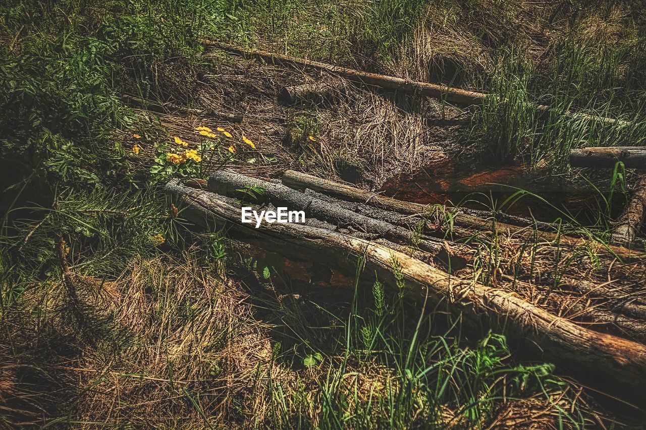 HIGH ANGLE VIEW OF FALLEN TREE ON GRASS