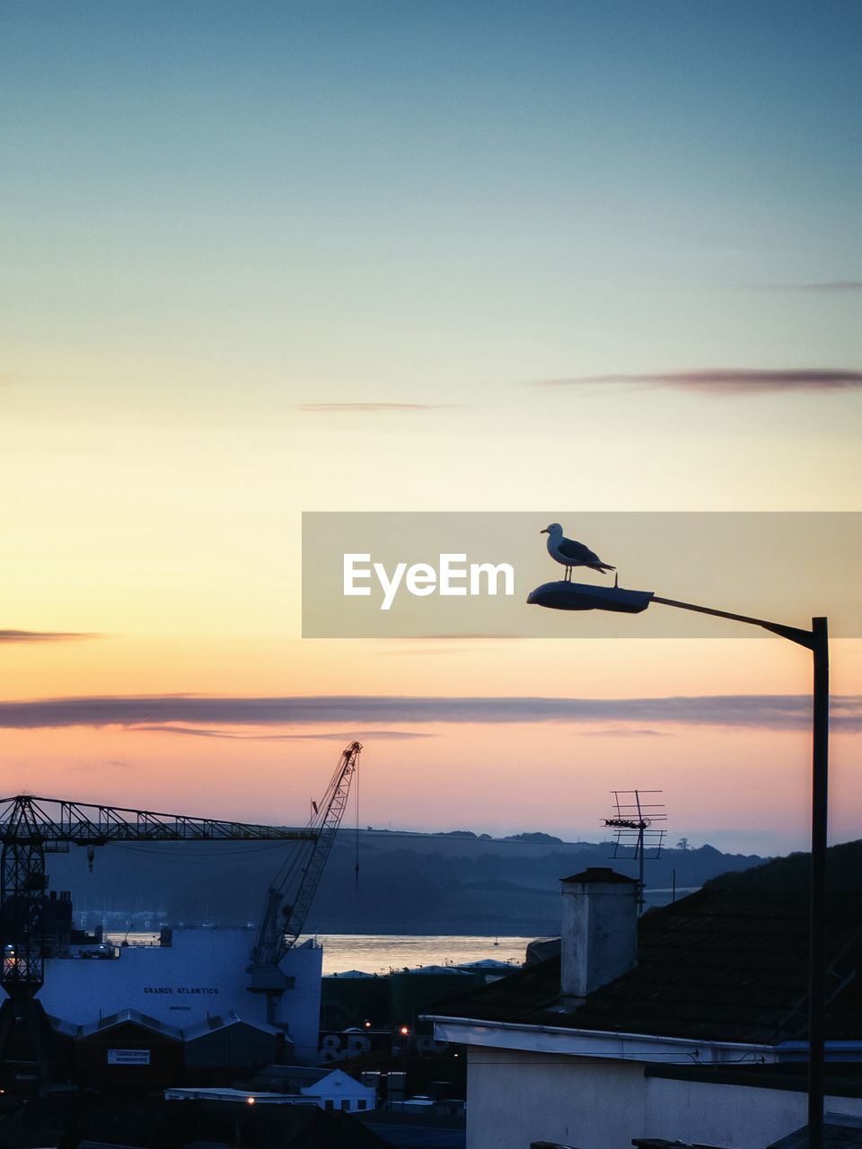 BIRD FLYING OVER SEA AGAINST SKY