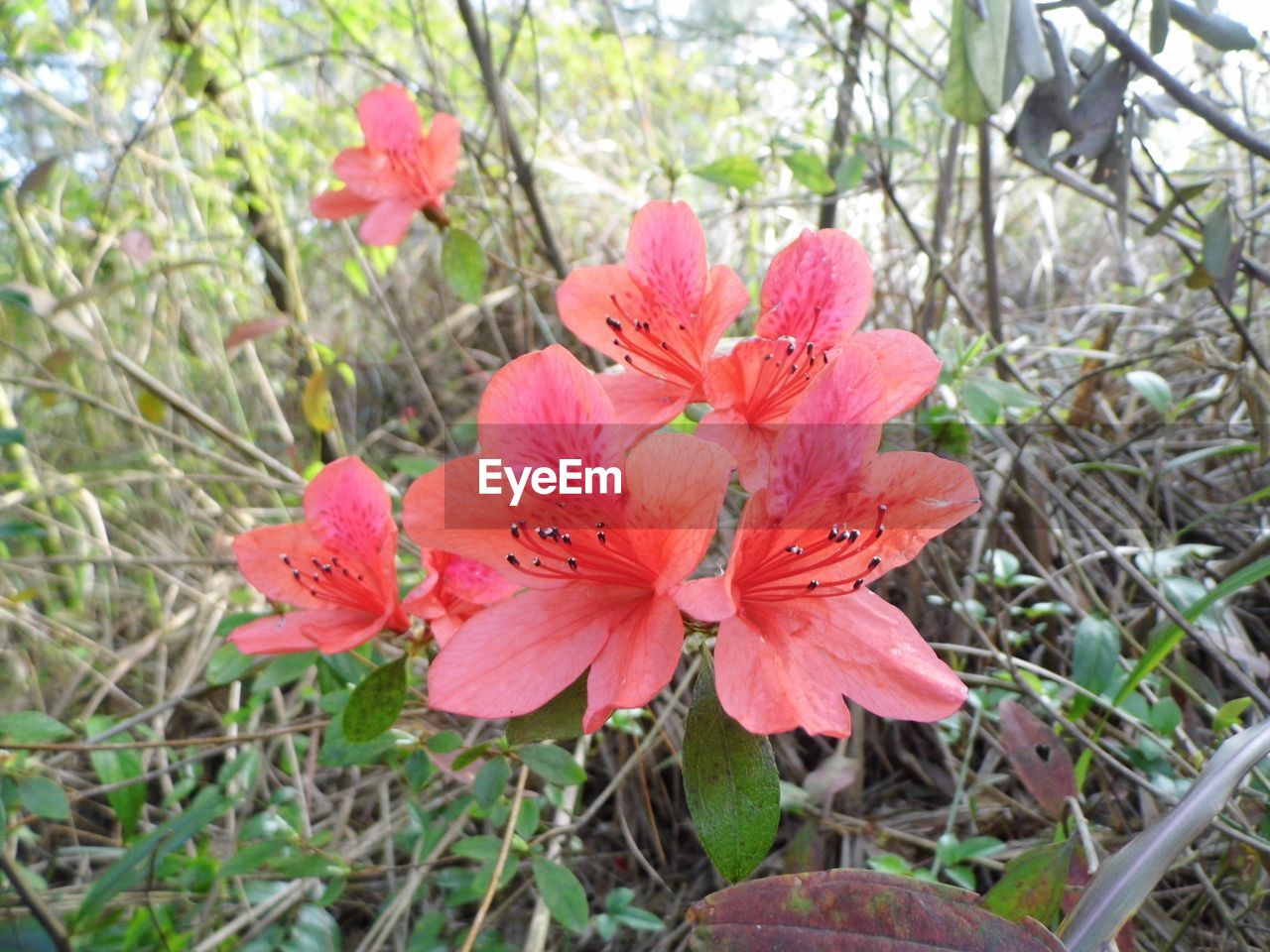 CLOSE-UP OF RED FLOWERS