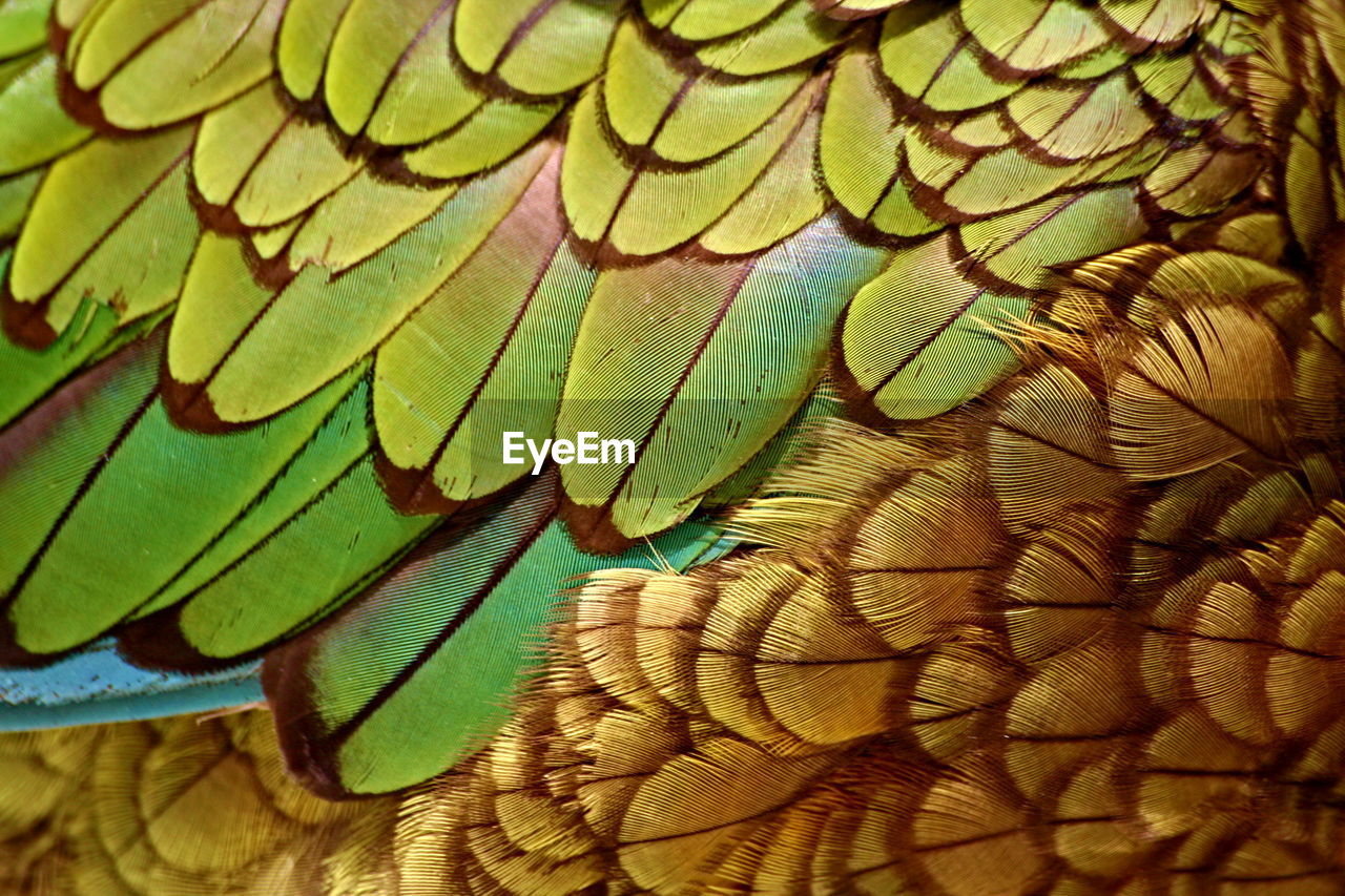 Extreme close-up of kea bird
