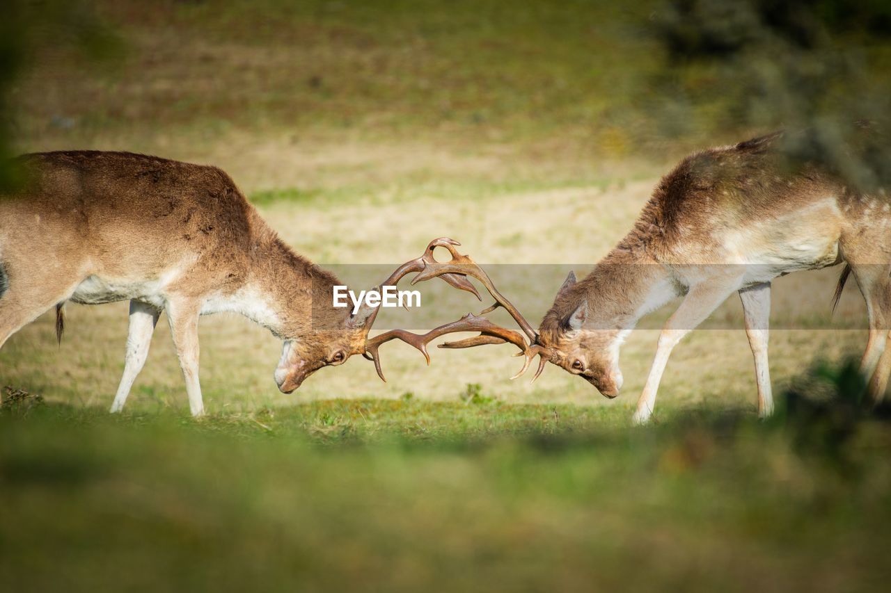 Side view of deer fighting on grassy land