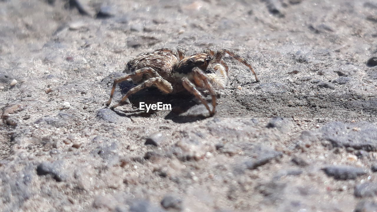 CLOSE-UP OF SPIDER ON THE GROUND