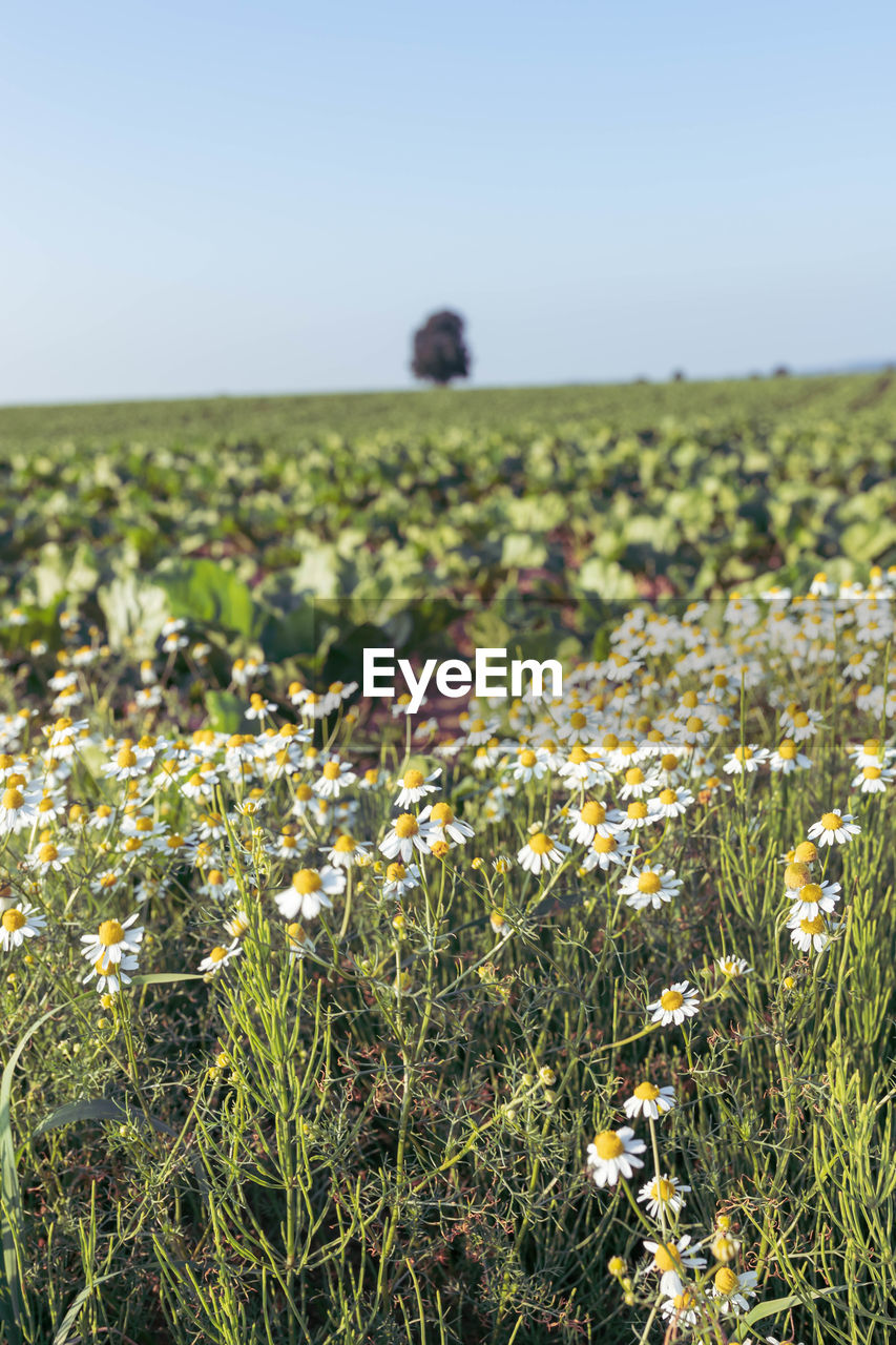 FLOWERS GROWING ON FIELD