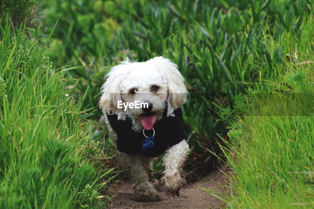 DOGS SITTING ON GRASS