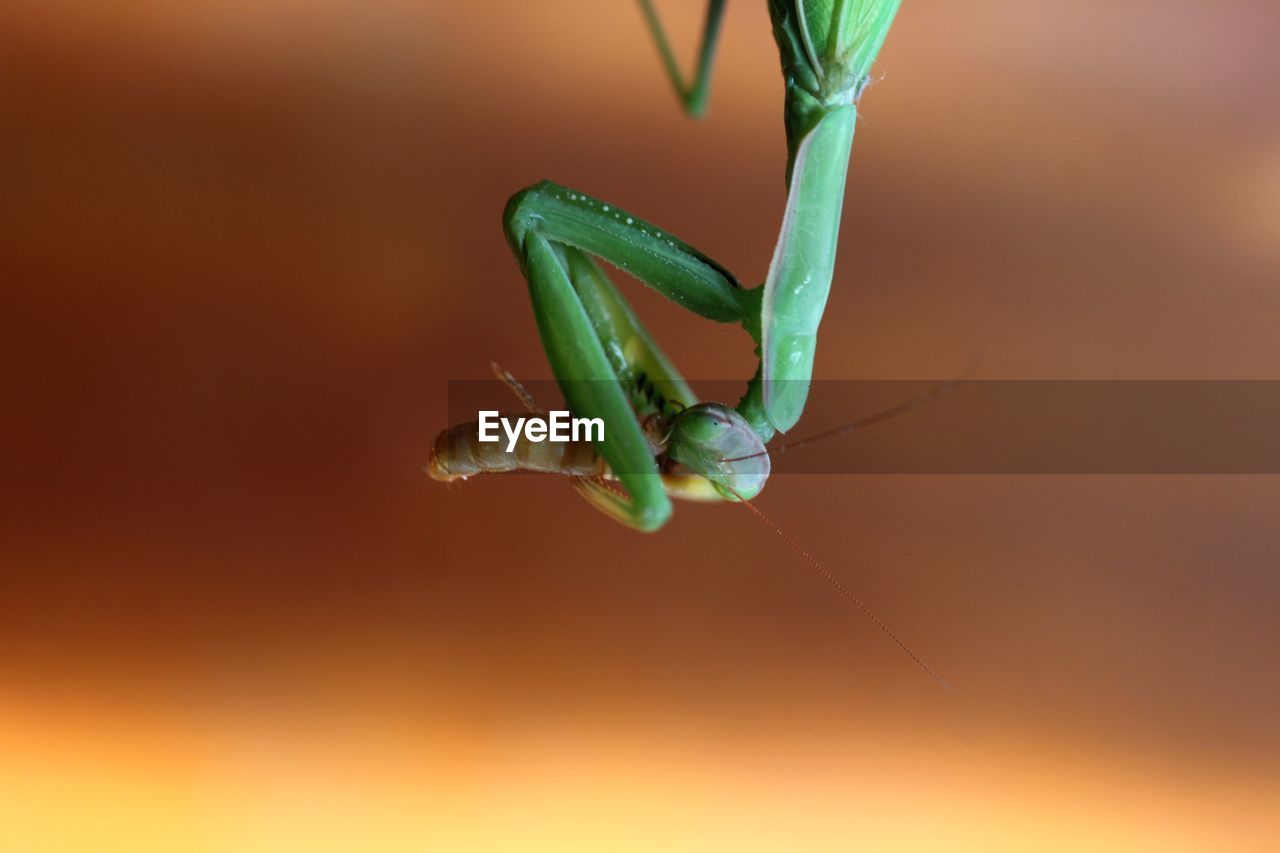 CLOSE-UP OF INSECT IN A PLANT