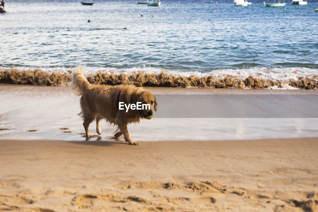 Dog plays in the sand of porto da barra beach in salvador, bahia.