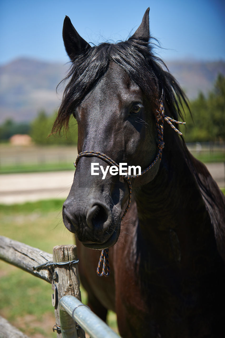 horse standing on field against sky