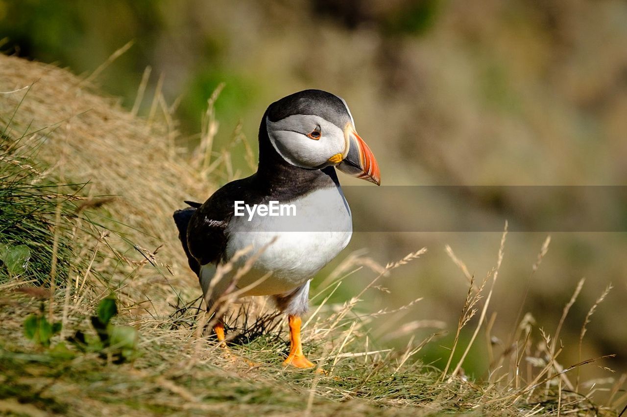 Close-up of bird perching on field