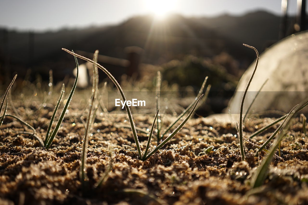 CLOSE-UP OF GRASS GROWING IN FIELD