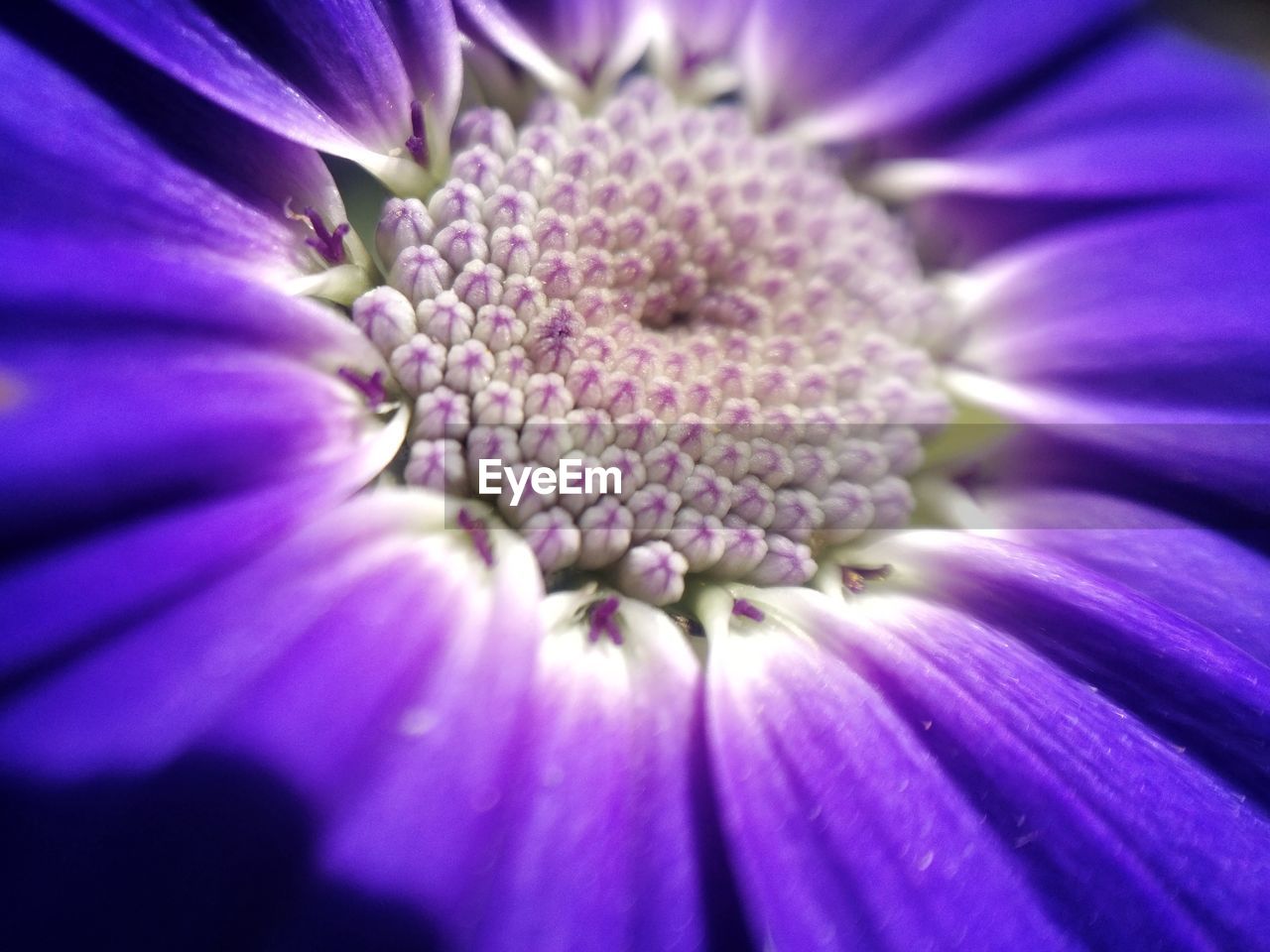 CLOSE-UP OF FRESH PURPLE FLOWER BLOOMING IN PARK