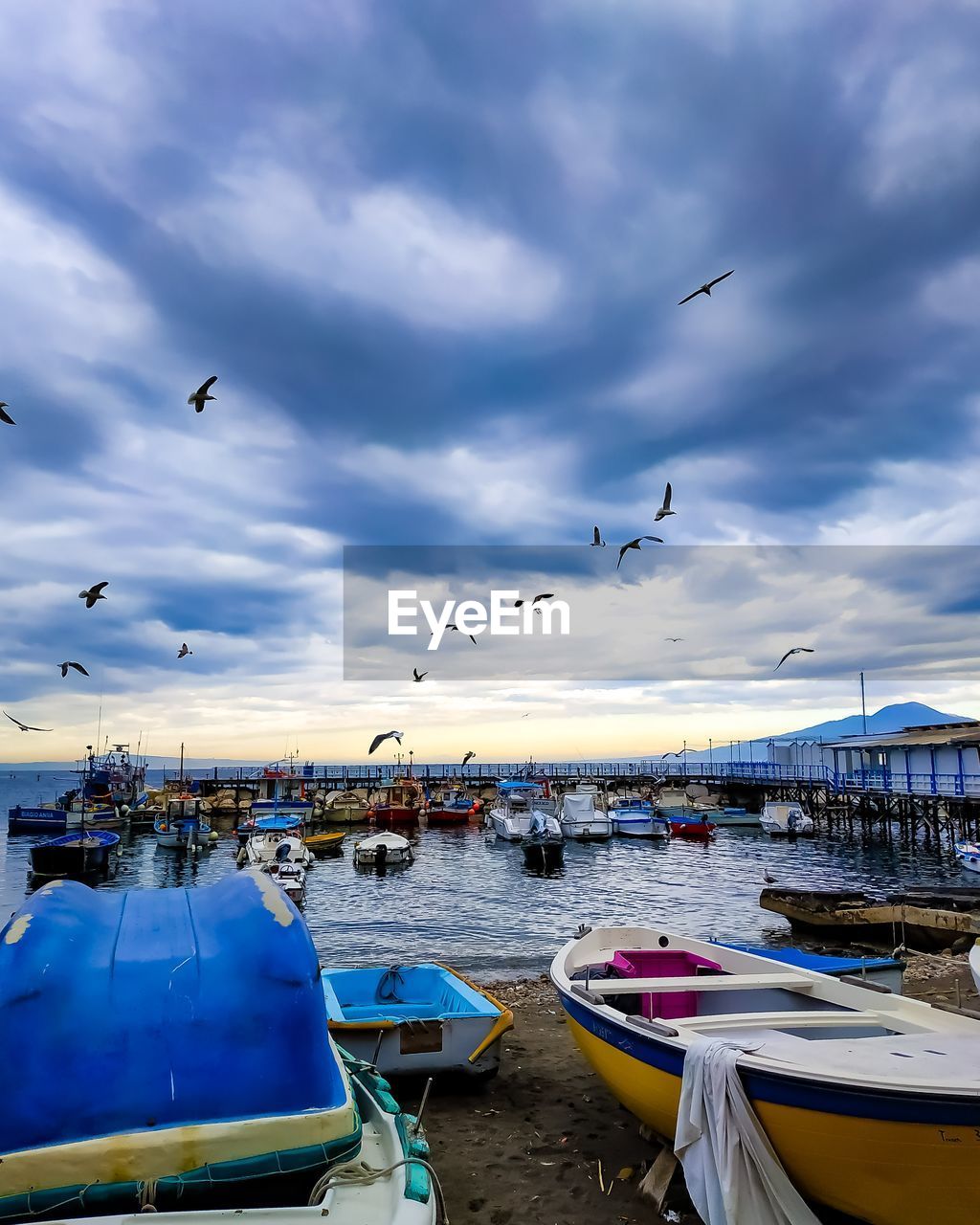 SEAGULLS FLYING ABOVE SEA