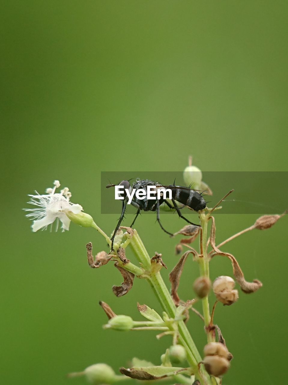 CLOSE-UP OF INSECT ON PLANT