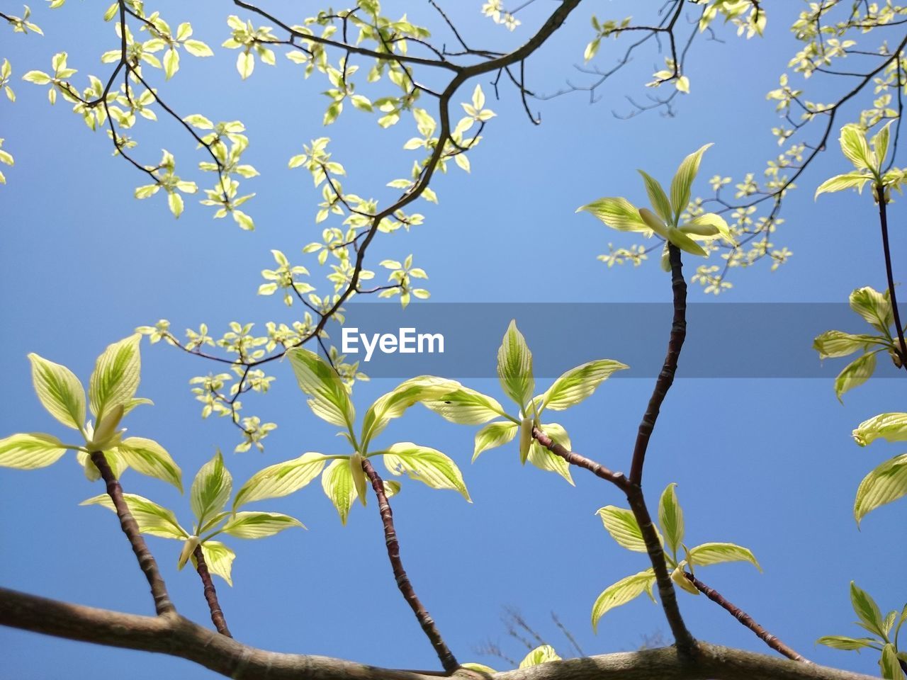 LOW ANGLE VIEW OF FLOWER TREE AGAINST CLEAR BLUE SKY