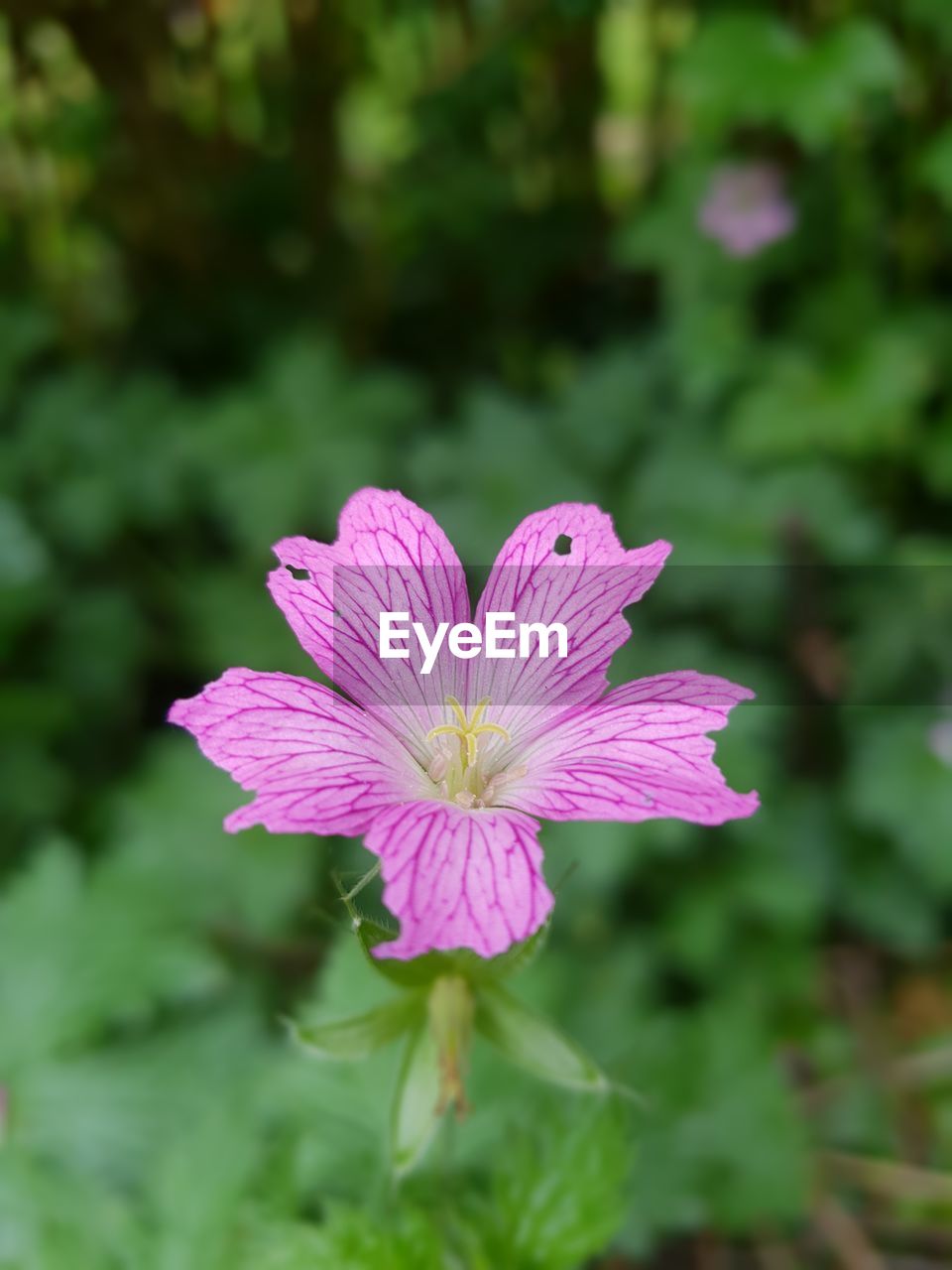 CLOSE-UP OF PINK AND PURPLE FLOWER