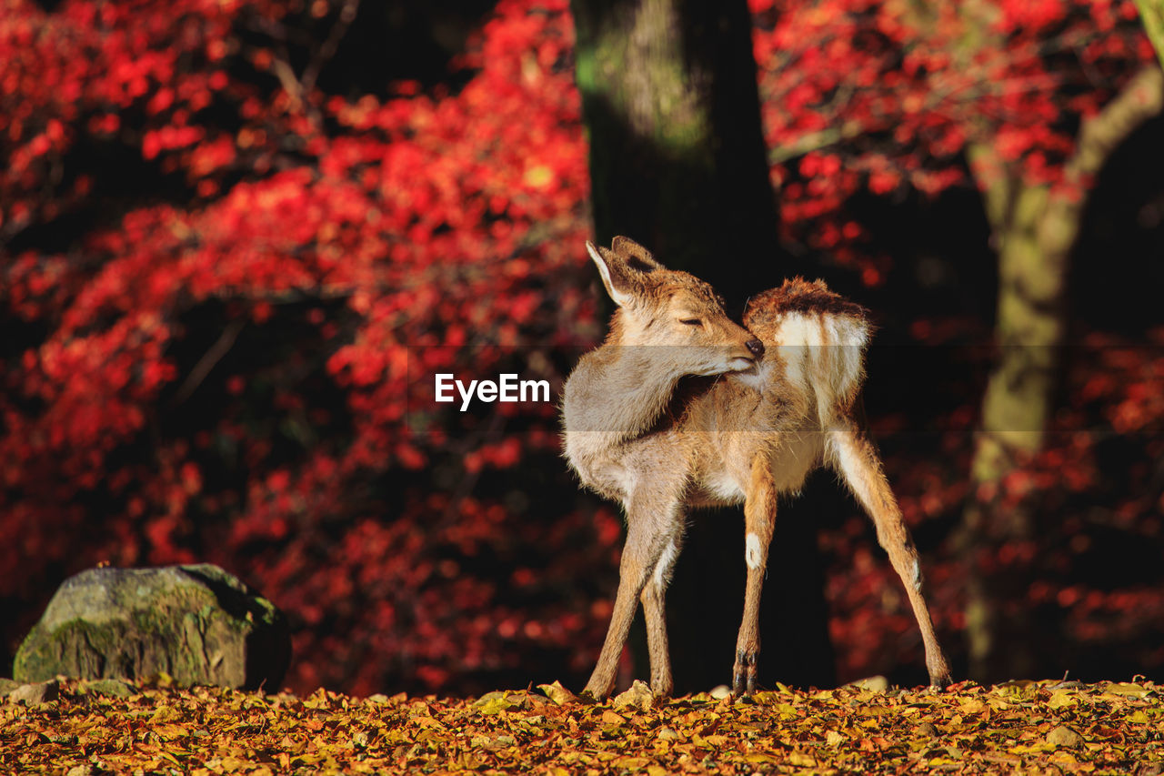 animal, animal themes, autumn, mammal, animal wildlife, one animal, deer, nature, wildlife, no people, tree, leaf, outdoors, plant, domestic animals, full length, flower