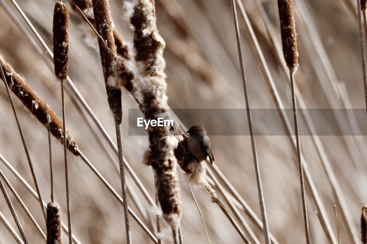 close-up, plant, nature, leaf, growth, twig, no people, branch, macro photography, focus on foreground, beauty in nature, winter, day, cereal plant, grass, tree, dry, outdoors, crop, spring, agriculture, plant stem, flower, sunlight, tranquility, seed