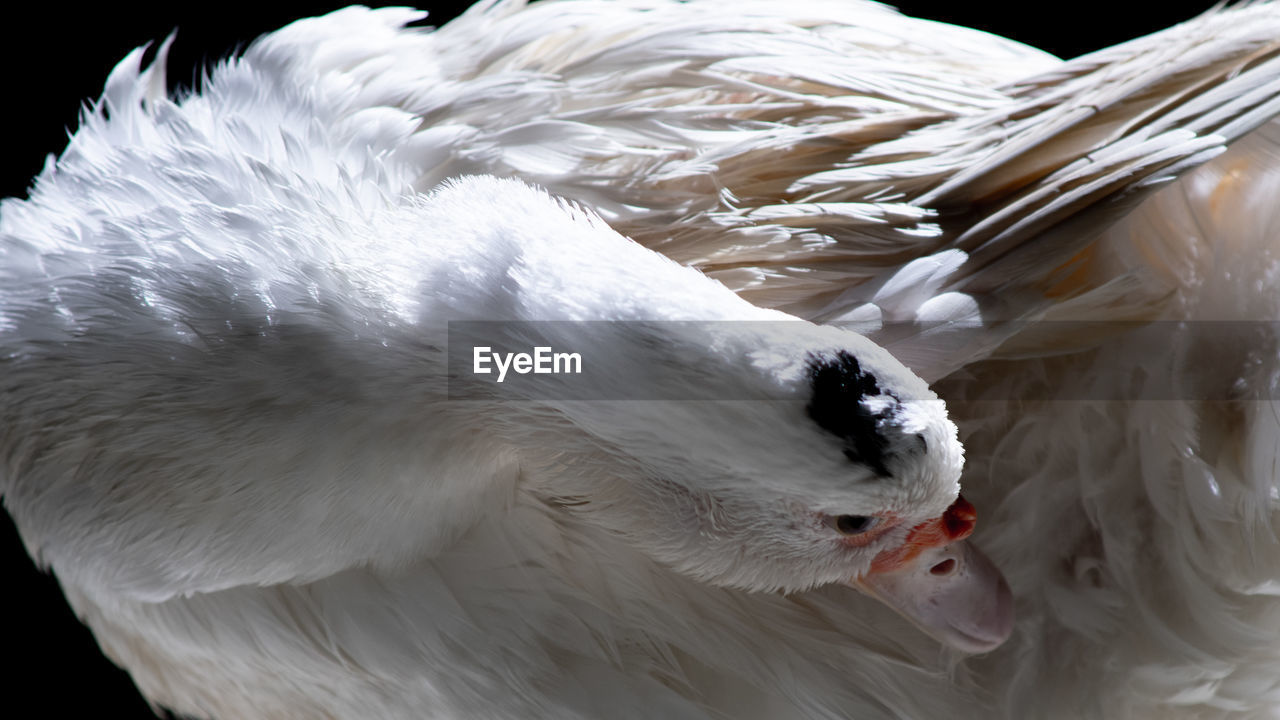 CLOSE-UP OF WHITE PEACOCK