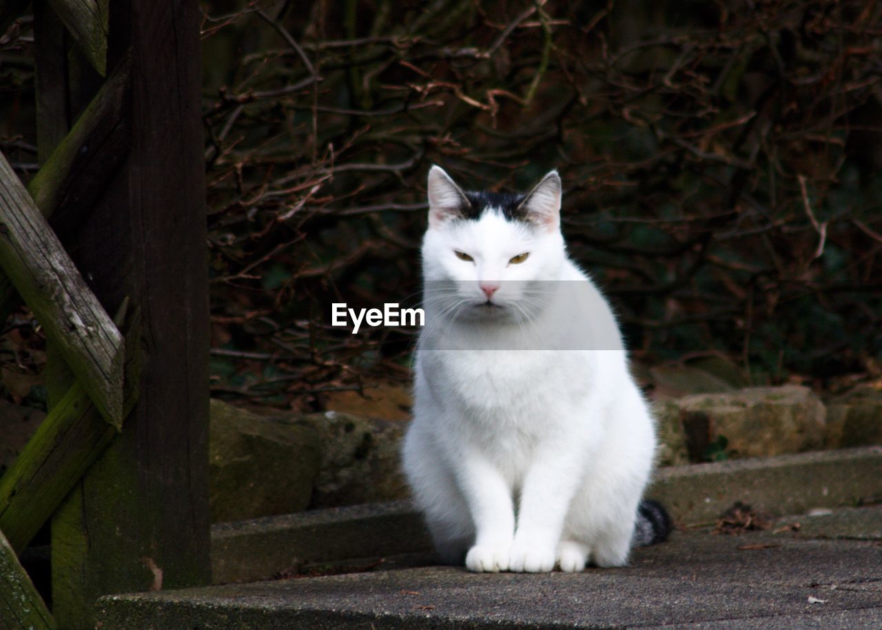 Close-up of cat sitting outdoors