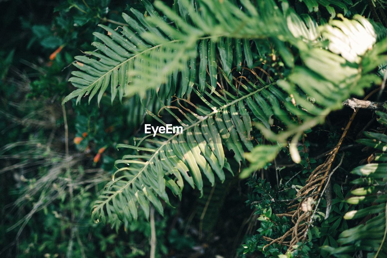 High angle view of fern leaves