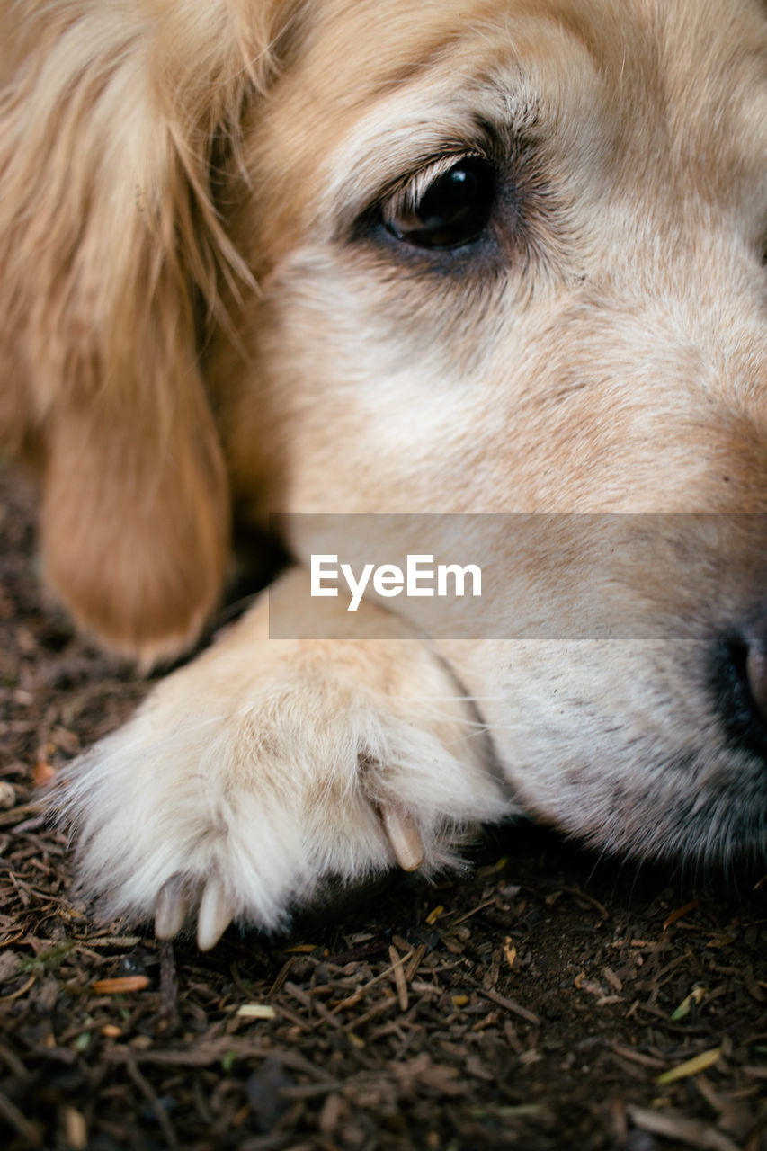 CLOSE-UP PORTRAIT OF DOG LYING