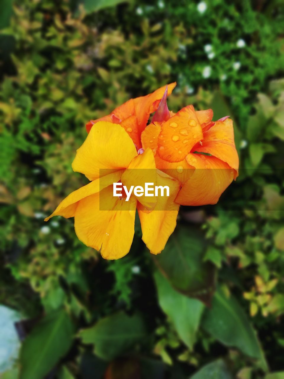 CLOSE-UP OF YELLOW FLOWER