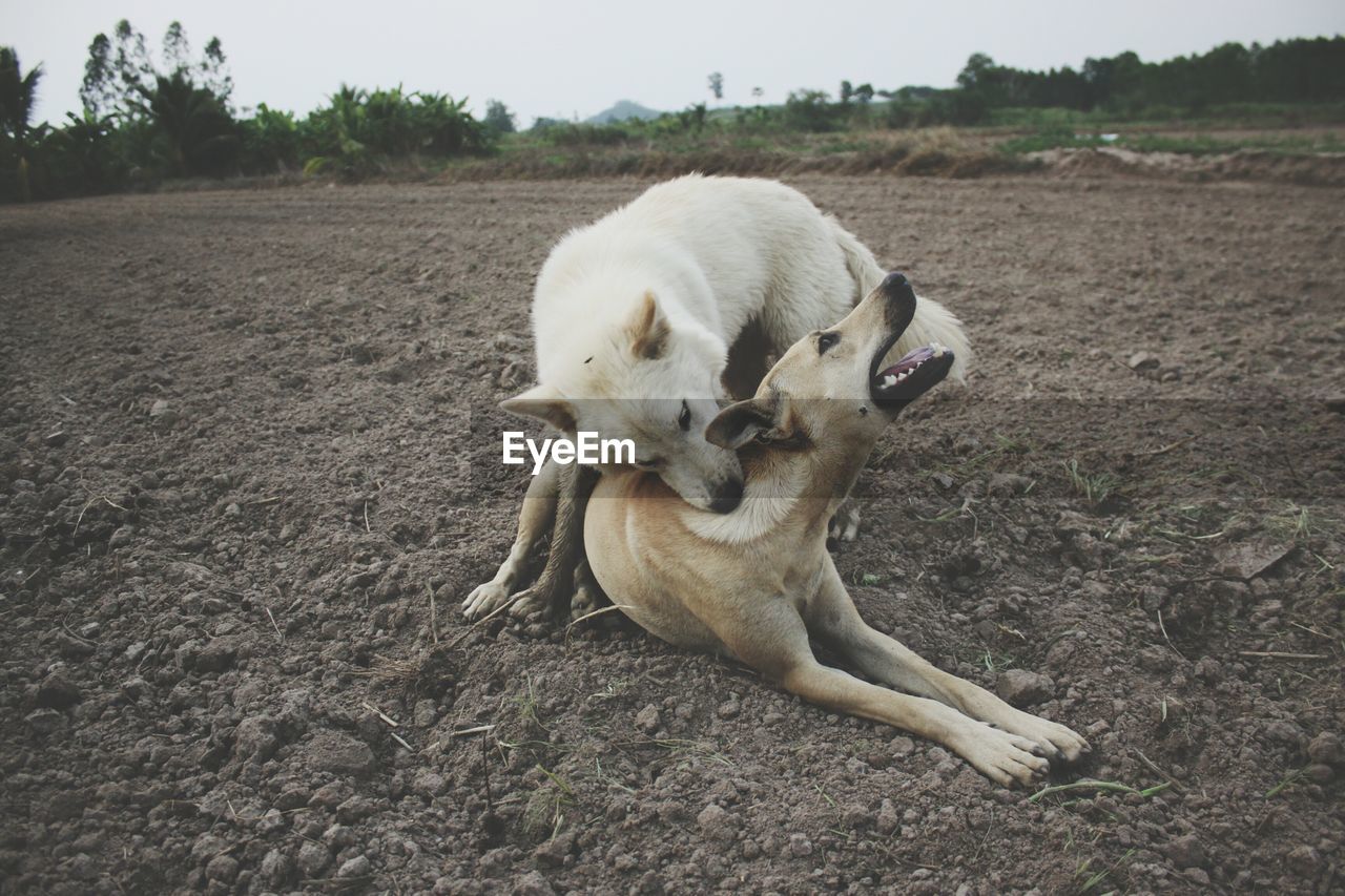 Dogs playing on field