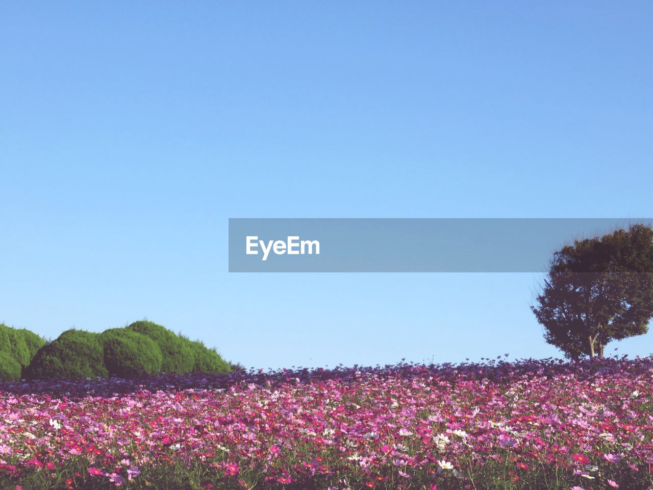 Flowers in field