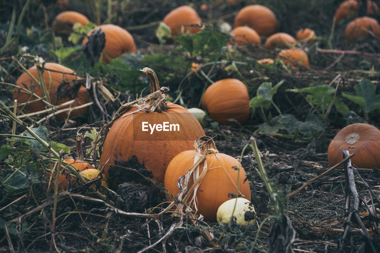 Close-up of pumpkins on field during autumn