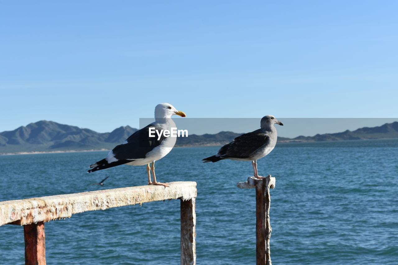 SEAGULLS PERCHING ON WOODEN POST AGAINST SEA