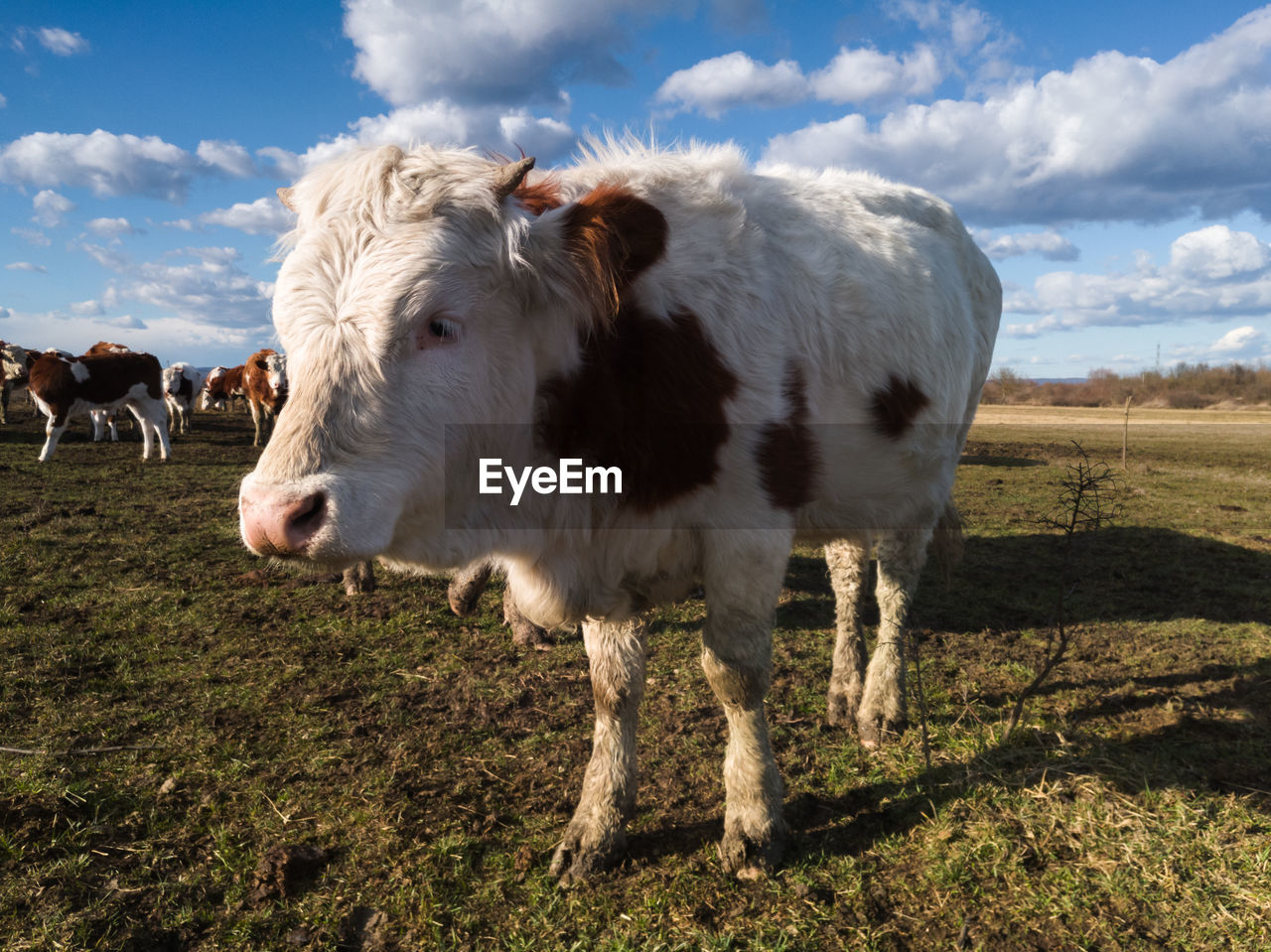 Cow standing in a field