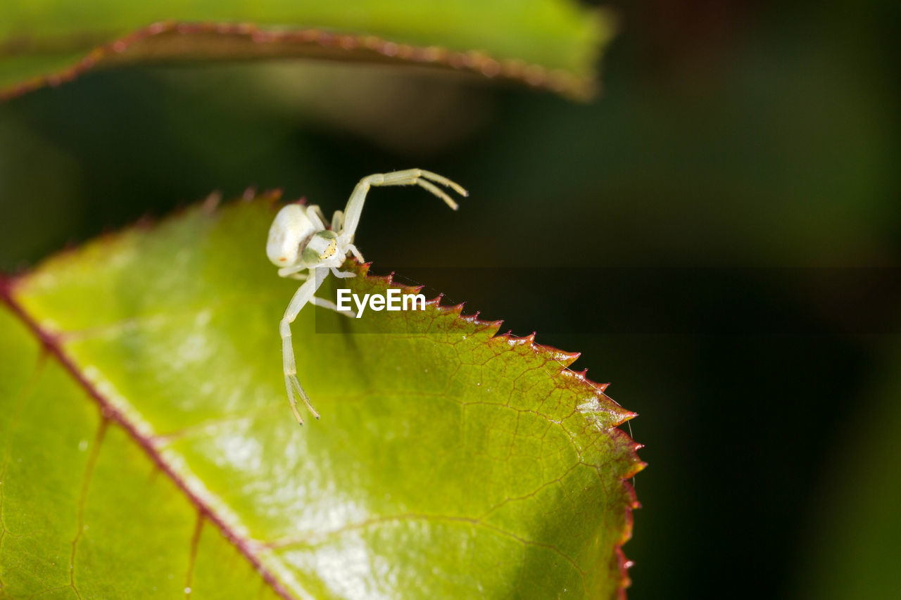 CLOSE-UP OF GRASSHOPPER