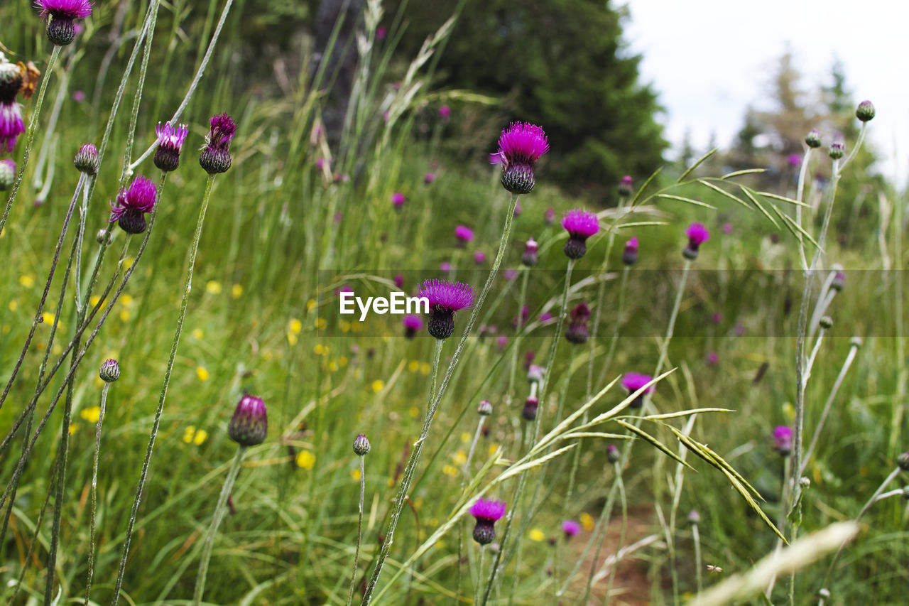 Close-up of pink flowering plants on field