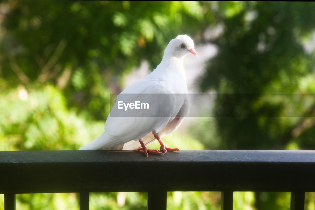 bird, animal themes, animal, animal wildlife, wildlife, one animal, railing, perching, dove - bird, beak, nature, white, focus on foreground, day, no people, outdoors, fence, full length, stock dove, pigeons and doves, plant, tree, close-up, sunlight