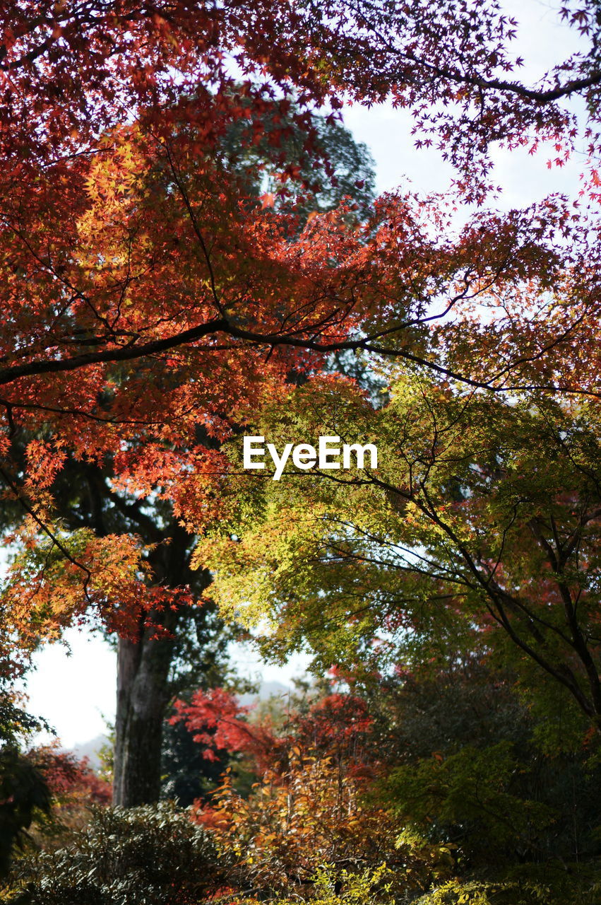 LOW ANGLE VIEW OF MAPLE TREE AGAINST SKY