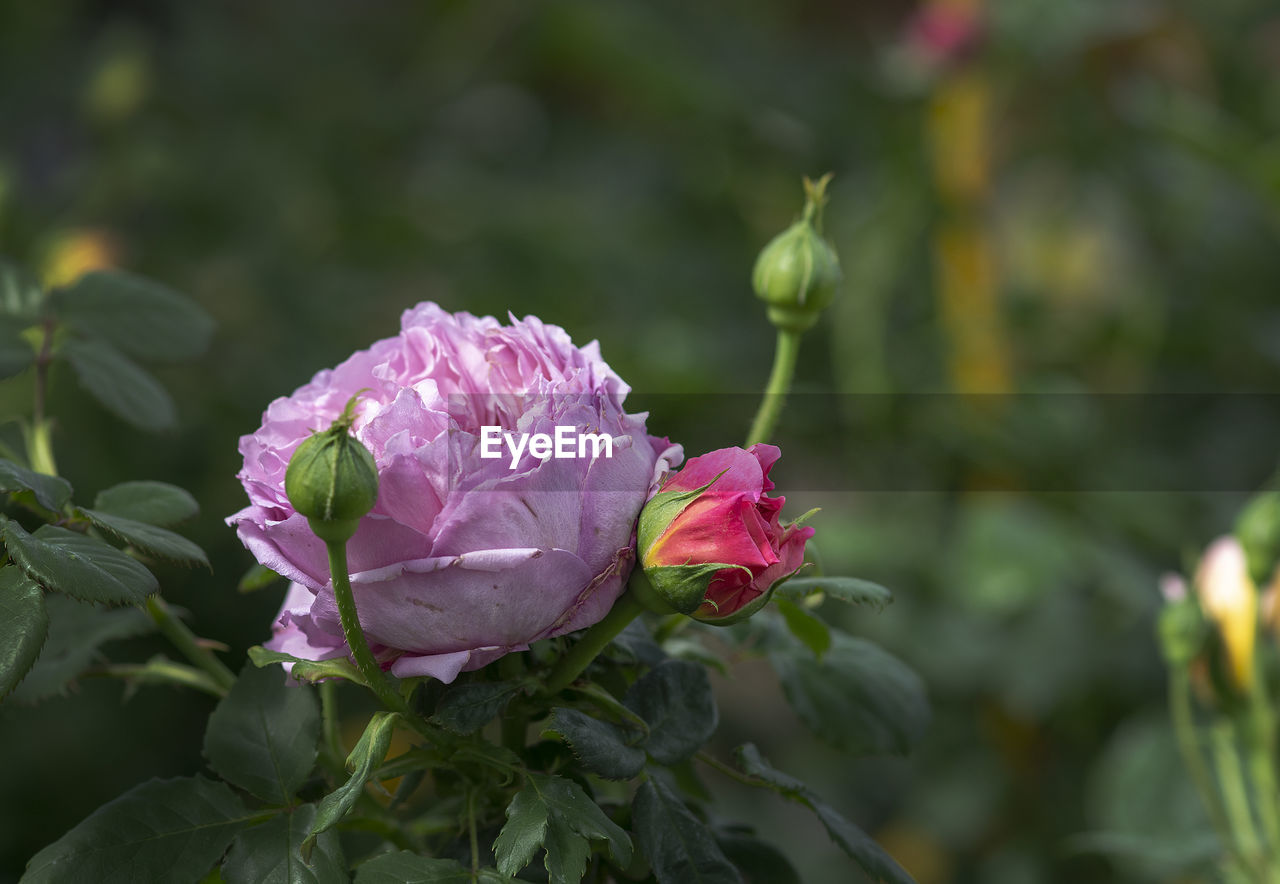 CLOSE-UP OF PINK ROSE FLOWER