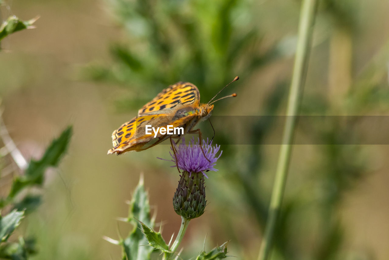 CLOSE-UP OF BUTTERFLY POLLINATING ON FLOWERS