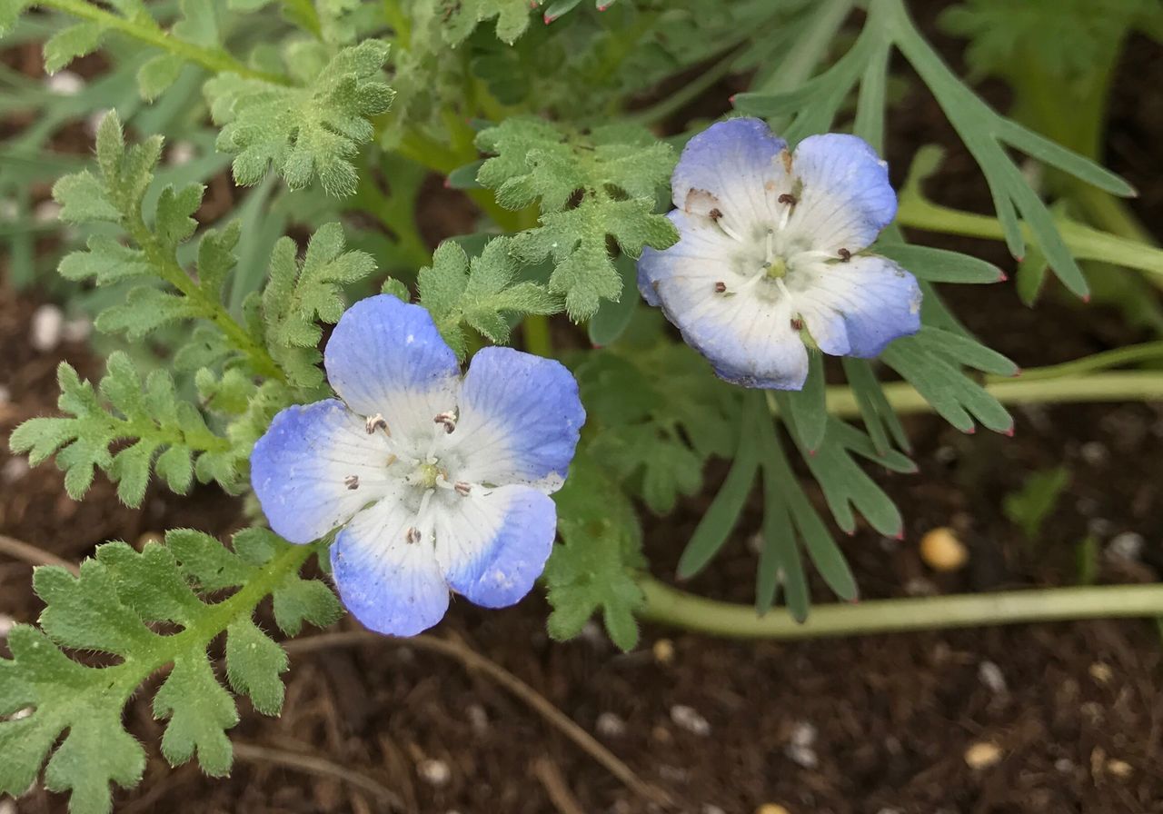 CLOSE-UP OF FLOWERS