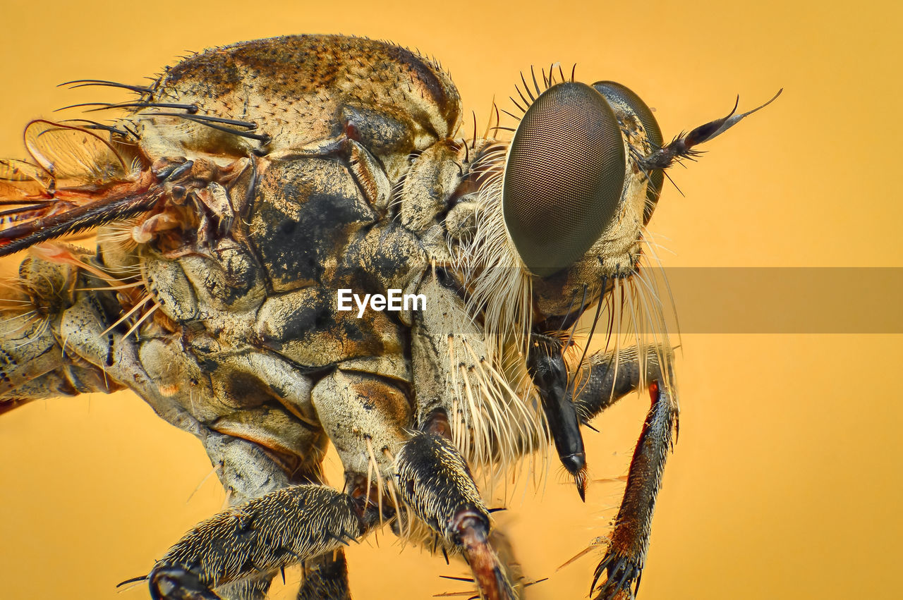 Close-up of fly against yellow background
