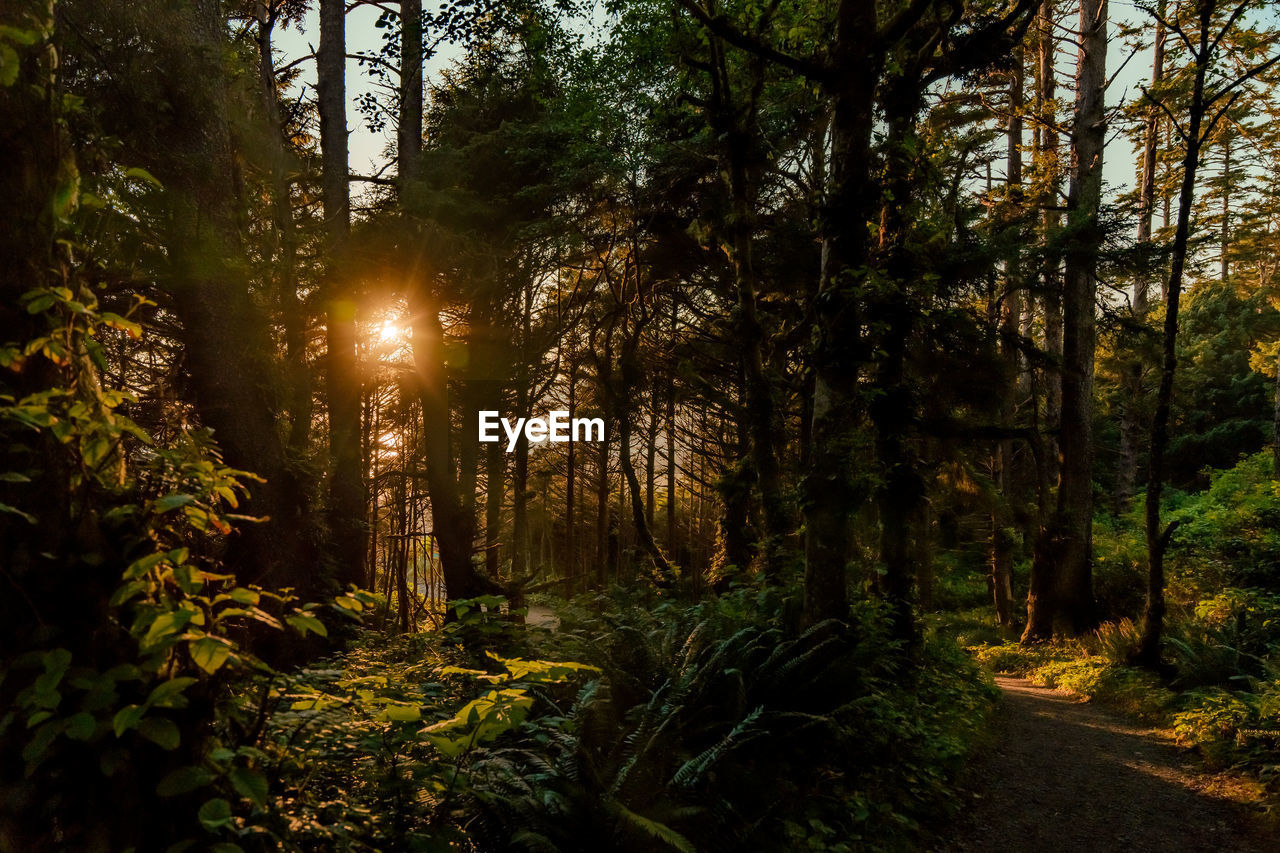 Sunset in a dense old-growth forest
