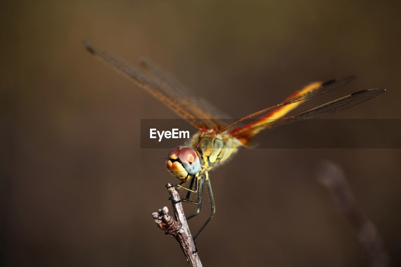 Close-up of dragonfly on twig