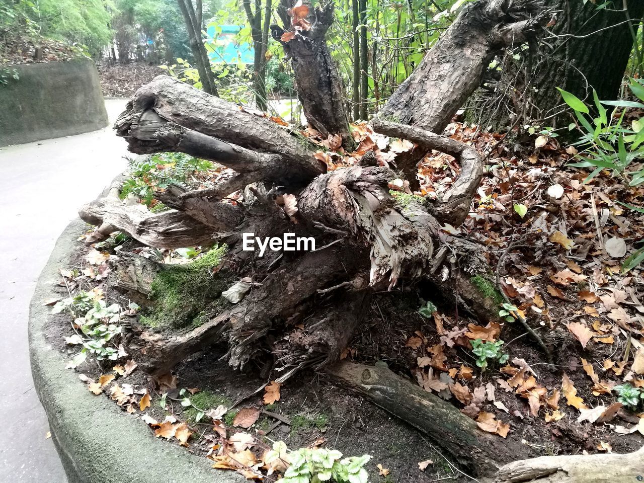 CLOSE-UP OF TREE TRUNK IN FOREST